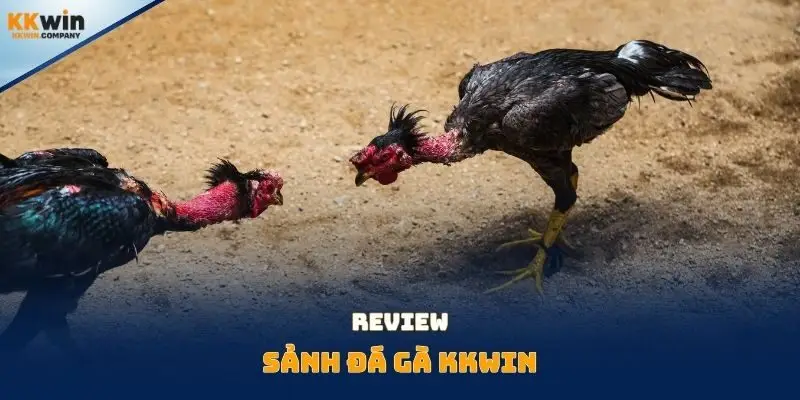 Review sảnh đá gà Kkwin