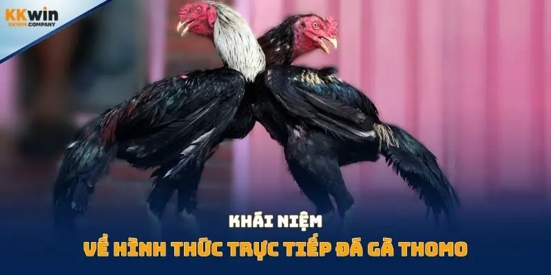 Khái niệm về hình thức trực tiếp đá gà thomo