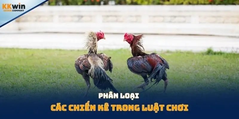 Phân loại các chiến kê trong luật chơi