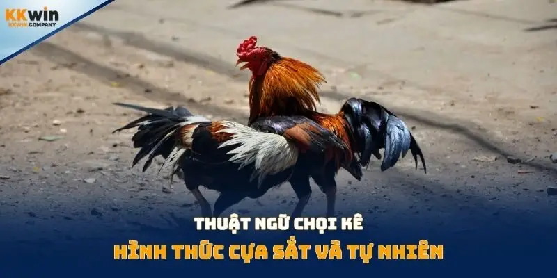 Thuật ngữ chọi kê hình thức cựa sắt và tự nhiên